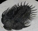 Spiny Comura Trilobite - Exceptional Specimen #38615-4
